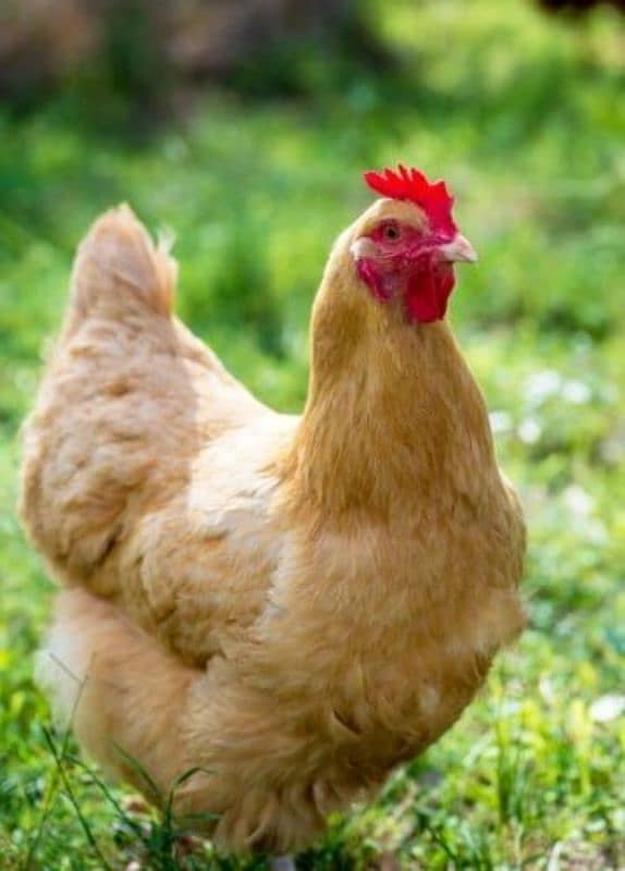 Healthy Hens for Sale – Best Quality! 2