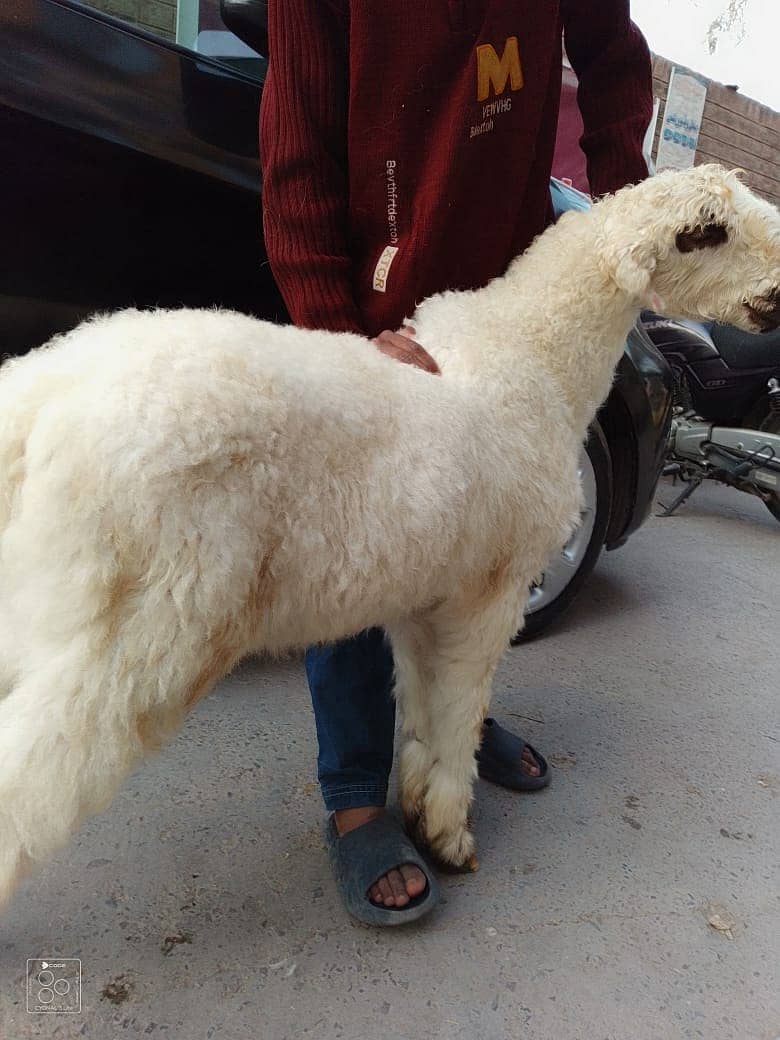 kajla /chatra / bakra | mundra | Breader | بکرا | male Sheep /goat 8