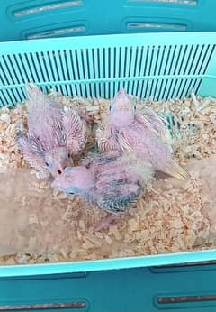 cocktail chicks