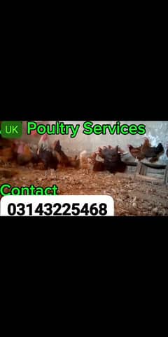 eggs laying misri hen, folding cage available,03143225468