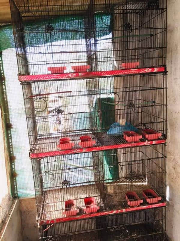 eggs laying misri hen, folding cage available,03143225468 1