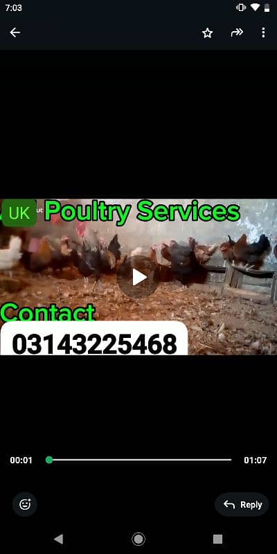 eggs laying misri hen, folding cage available,03143225468 2