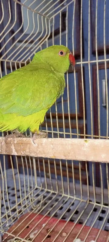 Parrot For sell 0