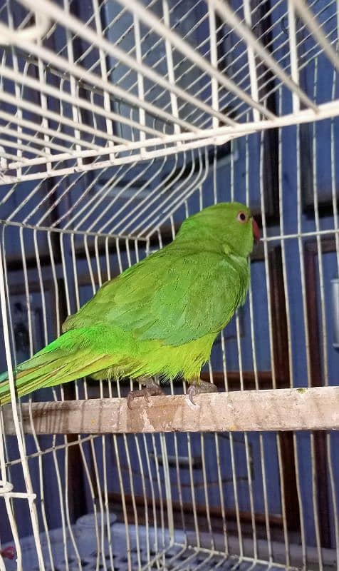 Parrot For sell 1