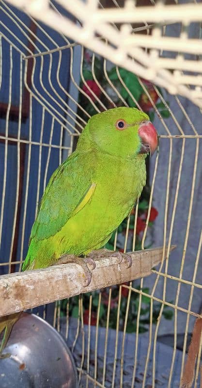 Parrot For sell 2