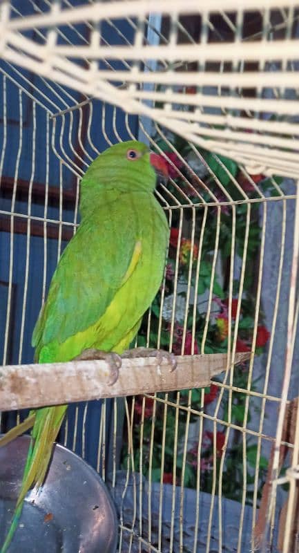 Parrot For sell 3