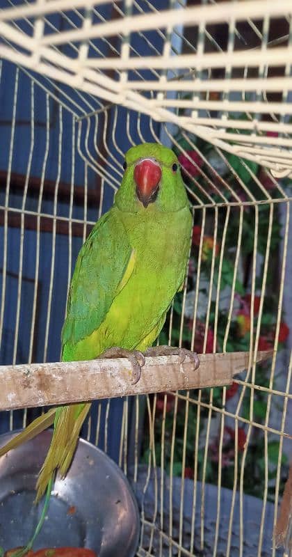 Parrot For sell 4