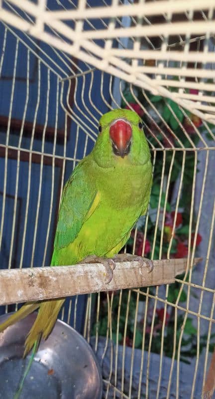 Parrot For sell 5