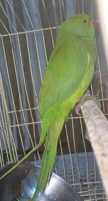 Parrot For sell 6