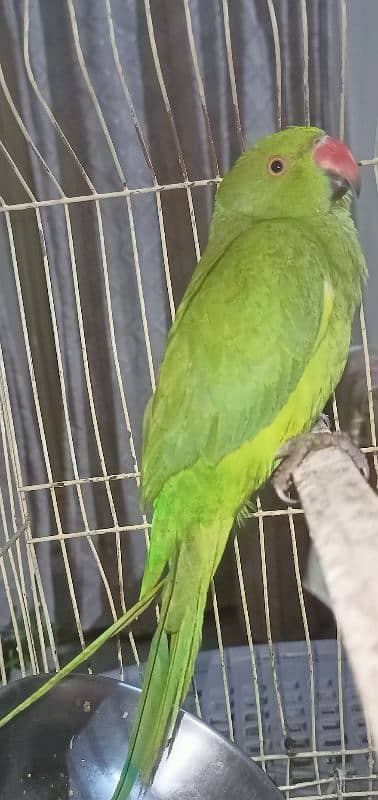 Parrot For sell 7