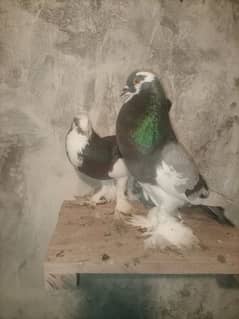 Gubara magpai breeder pair for sale