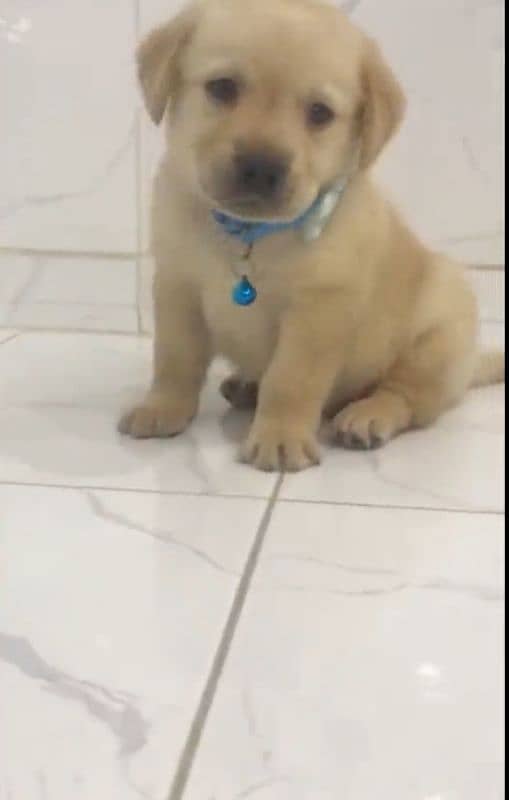 Labrador puppy available 03043195600 0