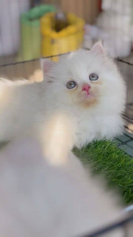 pairsian healthy active and beautiful kitten for sale 0