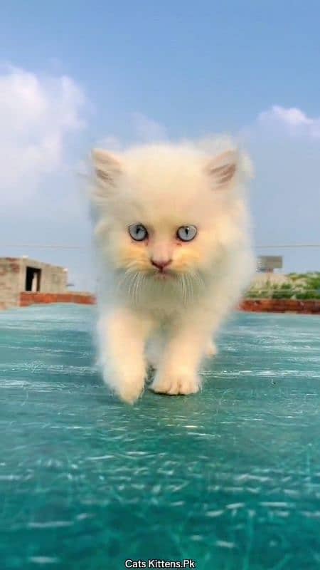 pairsian healthy active and beautiful kitten for sale 1