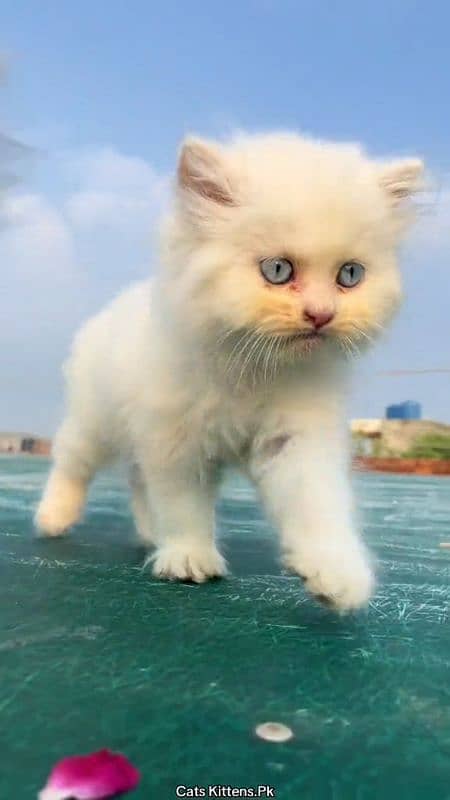 pairsian healthy active and beautiful kitten for sale 2