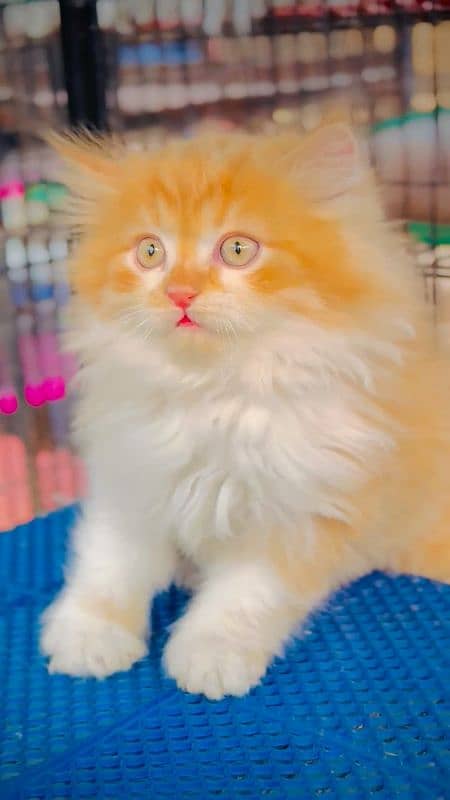 pairsian healthy active and beautiful kitten for sale 3