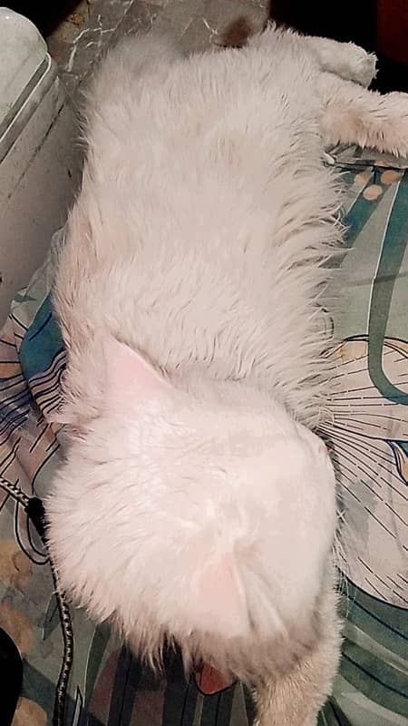 Persian male cat 3 years 2