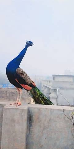 peacock