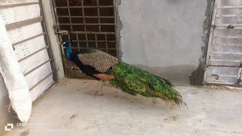 peacock for sale 1