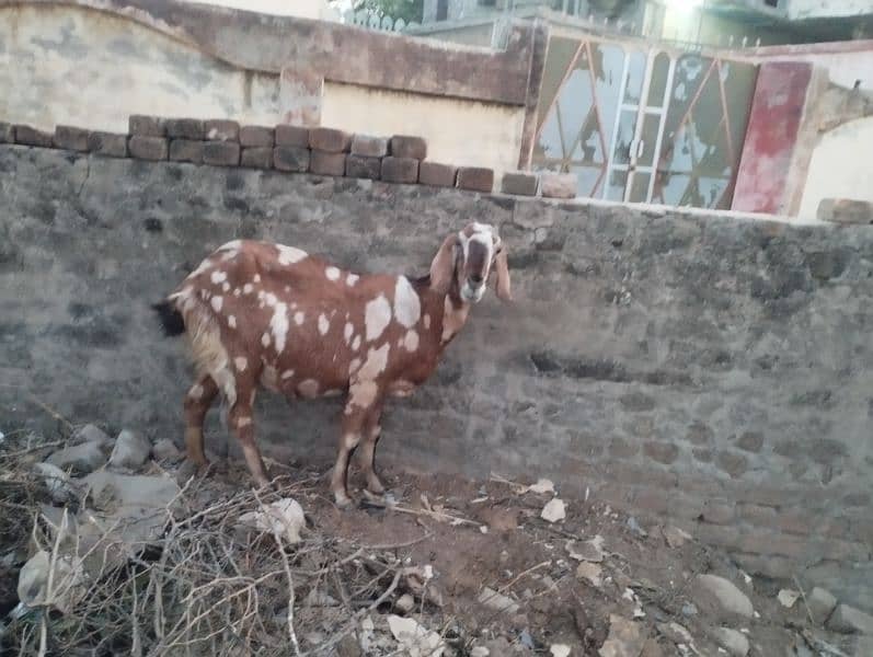 cow goat 4