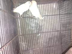 love bird joda sale