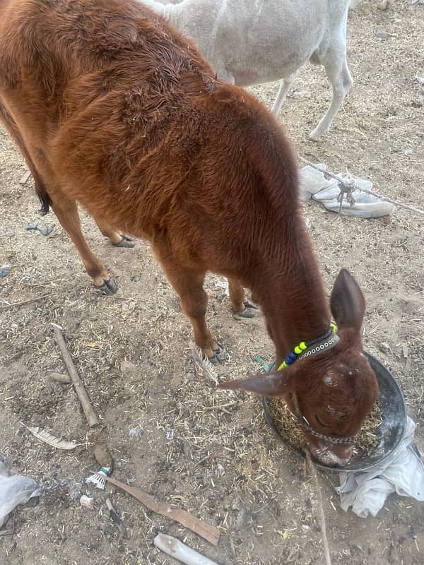 cow in red colour 0