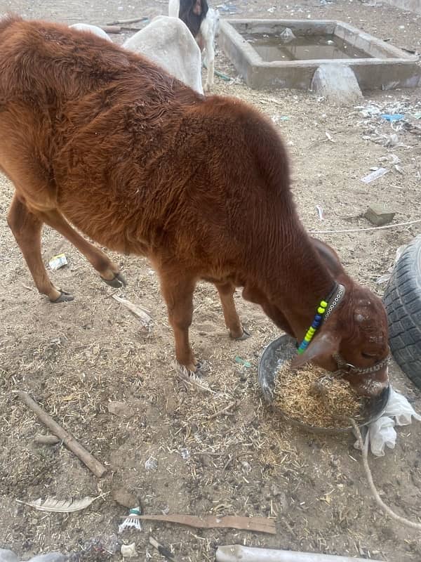 cow in red colour 1