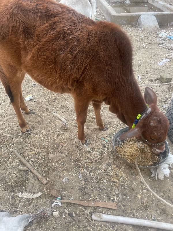 cow in red colour 2