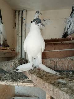 ghubara pair /frillback white male