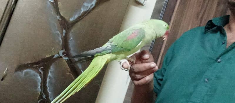 Raw parrot 0