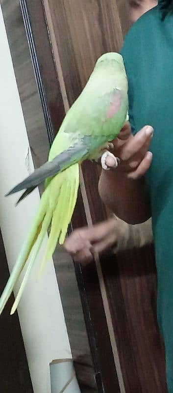 Raw parrot 1