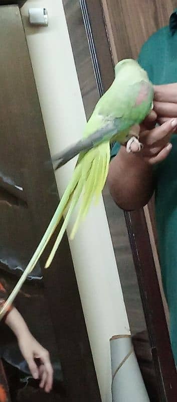 Raw parrot 2