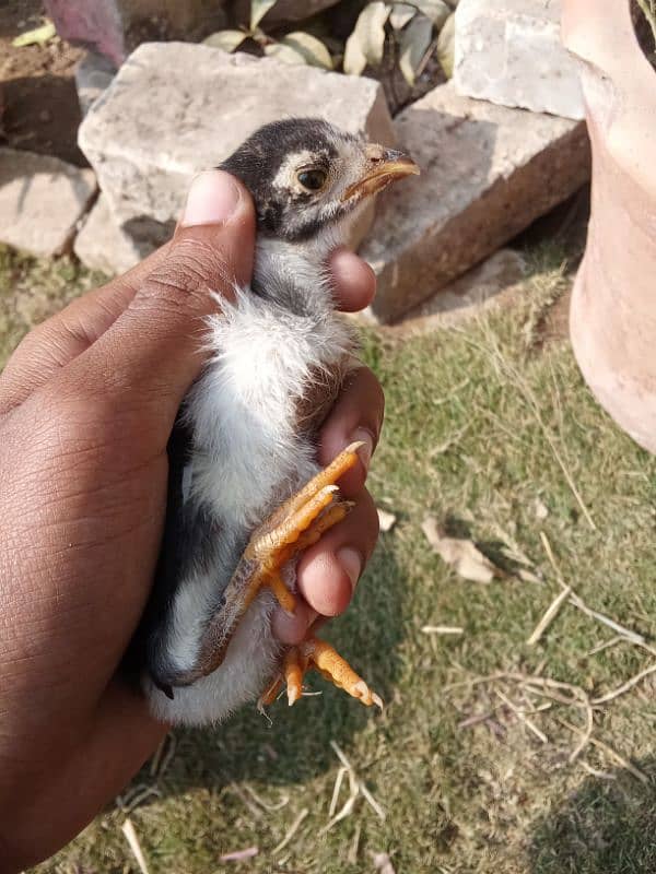 pure mianwali aseel home breed chicks healthy and active 0