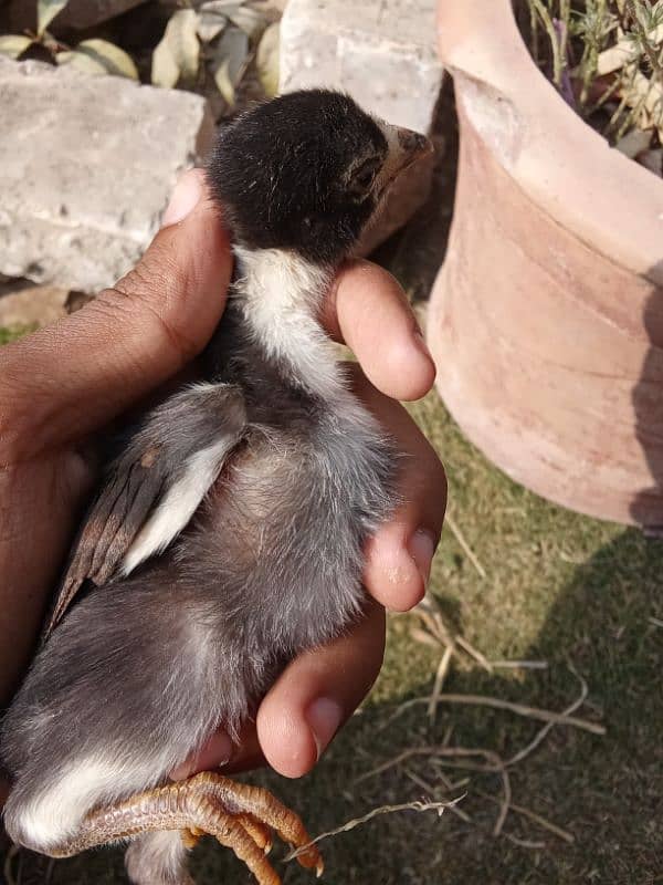 pure mianwali aseel home breed chicks healthy and active 1