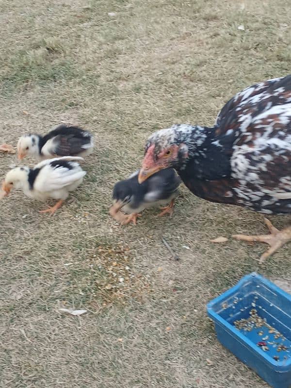 pure mianwali aseel home breed chicks healthy and active 2