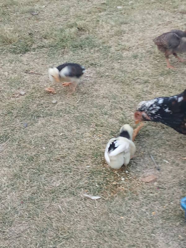 pure mianwali aseel home breed chicks healthy and active 3