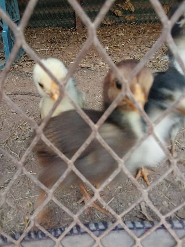 pure mianwali aseel home breed chicks healthy and active 5