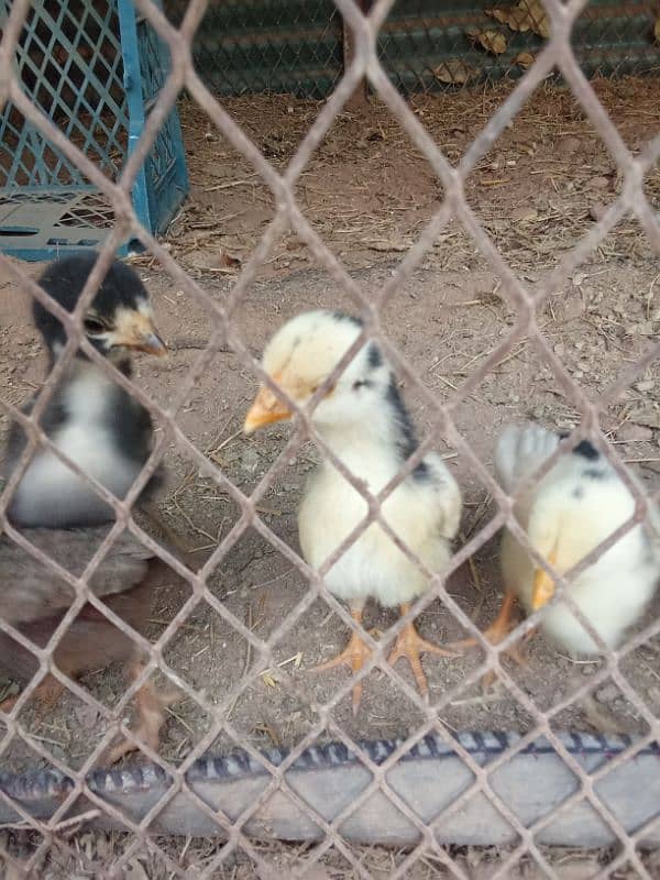 pure mianwali aseel home breed chicks healthy and active 6