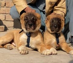 kurdish Kangal dog pair 2 month for sale