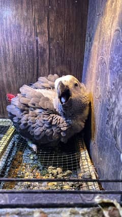 Grey parrots