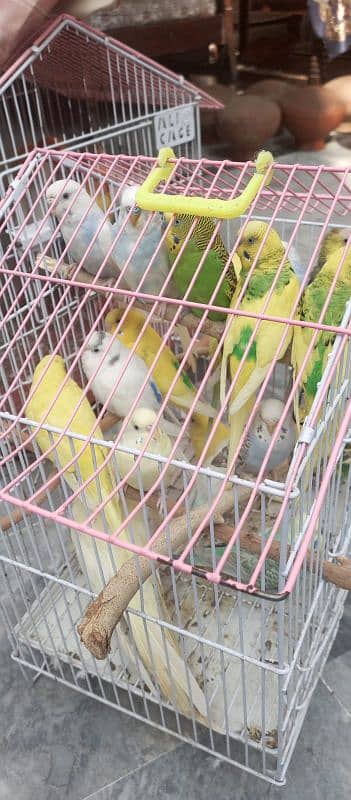 healthy and active breeder pir fore sale contact 03115443690 2