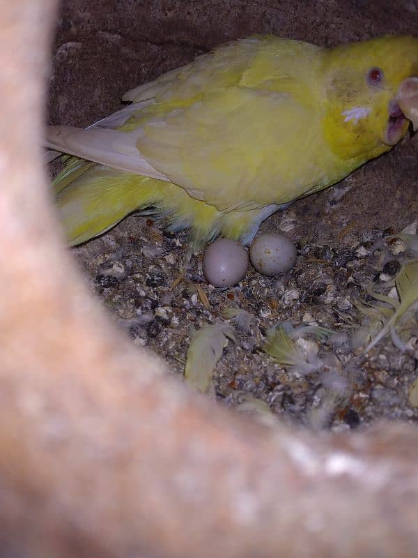 Pair of budgies with eggs for sale 0