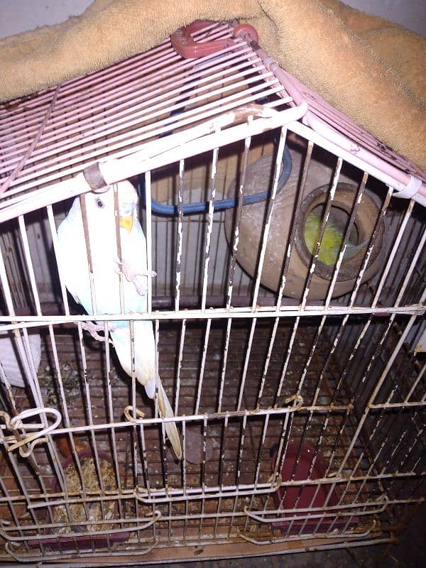 Pair of budgies with eggs for sale 1