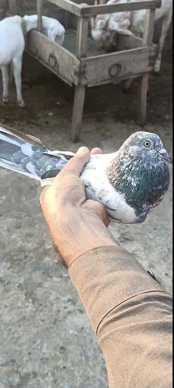 pigeon Ali walaa 2