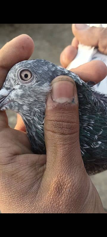 pigeon Ali walaa 3