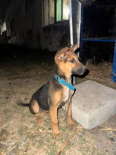 German shepherd/Bagyari