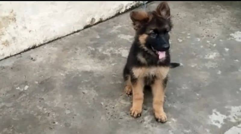 German shepherd Long Coat Male & Female puppy 03287625932WhatsApp 1