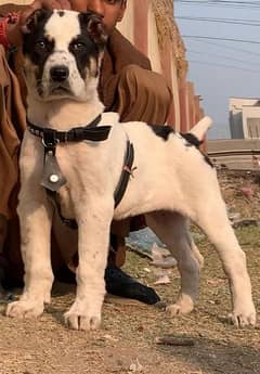 Pure Afghani kouchi full security guard male age 3 months for sale