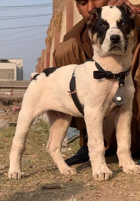 Pure Afghani kouchi full security guard male age 3 months for sale 1