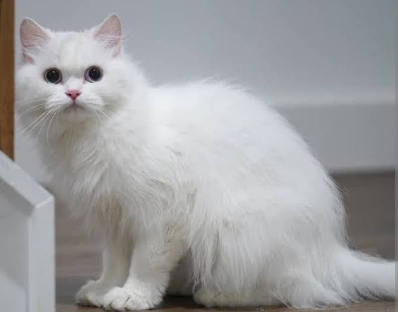 Persian male cat. 03028221002 1